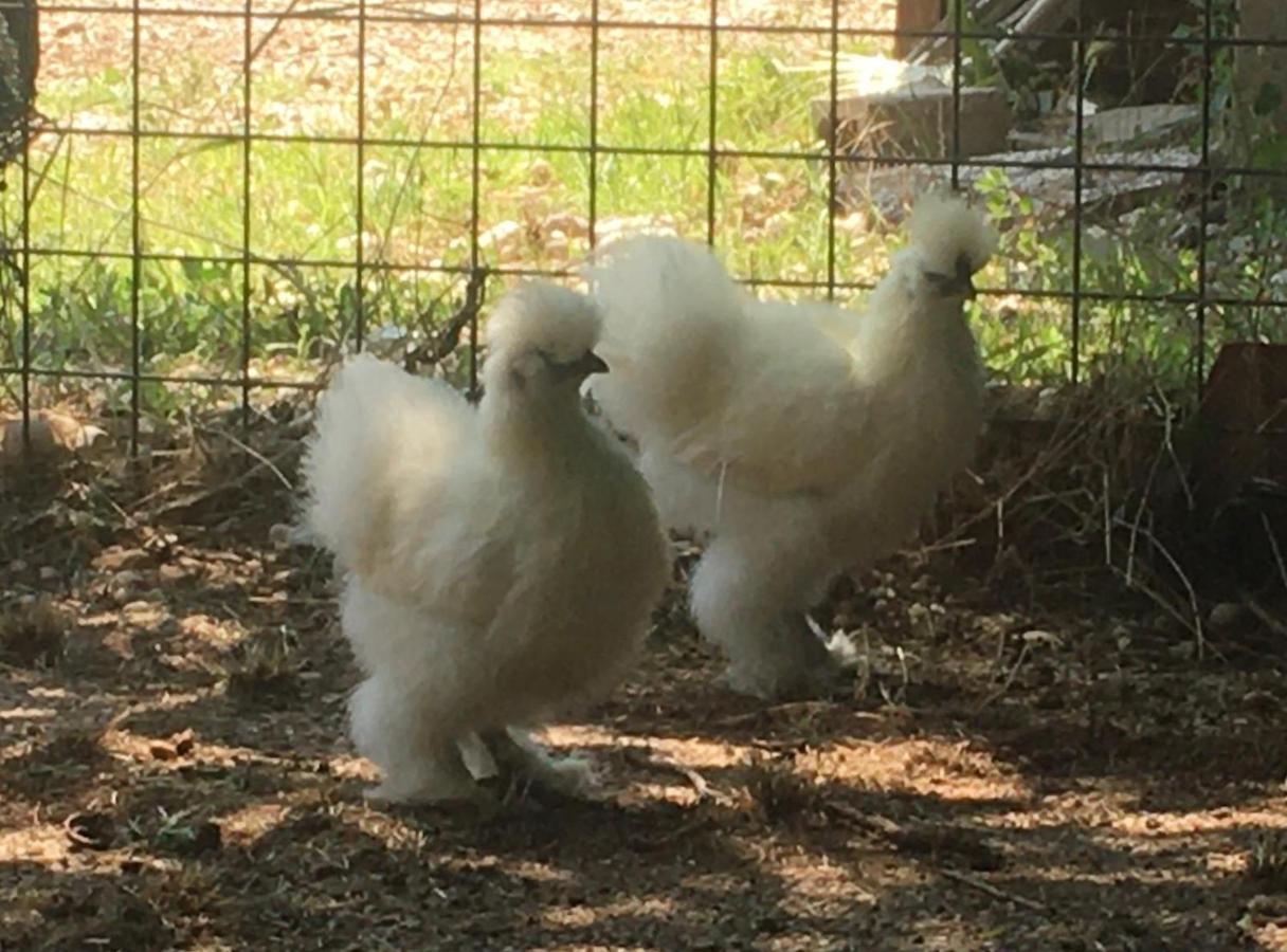 Agriturismo Il Podere Vedelago Con San Bernardo, Alpaca E Una Pentola Di Cose Da Scoprire Ngoại thất bức ảnh