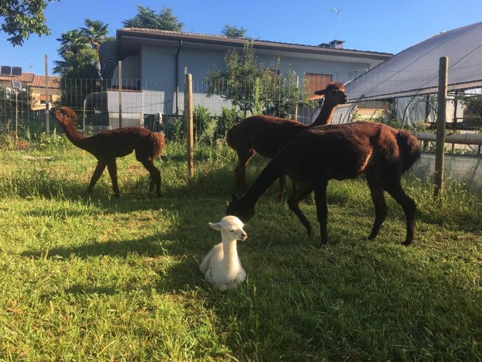 Agriturismo Il Podere Vedelago Con San Bernardo, Alpaca E Una Pentola Di Cose Da Scoprire Ngoại thất bức ảnh