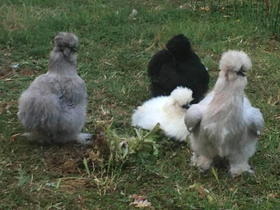 Agriturismo Il Podere Vedelago Con San Bernardo, Alpaca E Una Pentola Di Cose Da Scoprire Ngoại thất bức ảnh