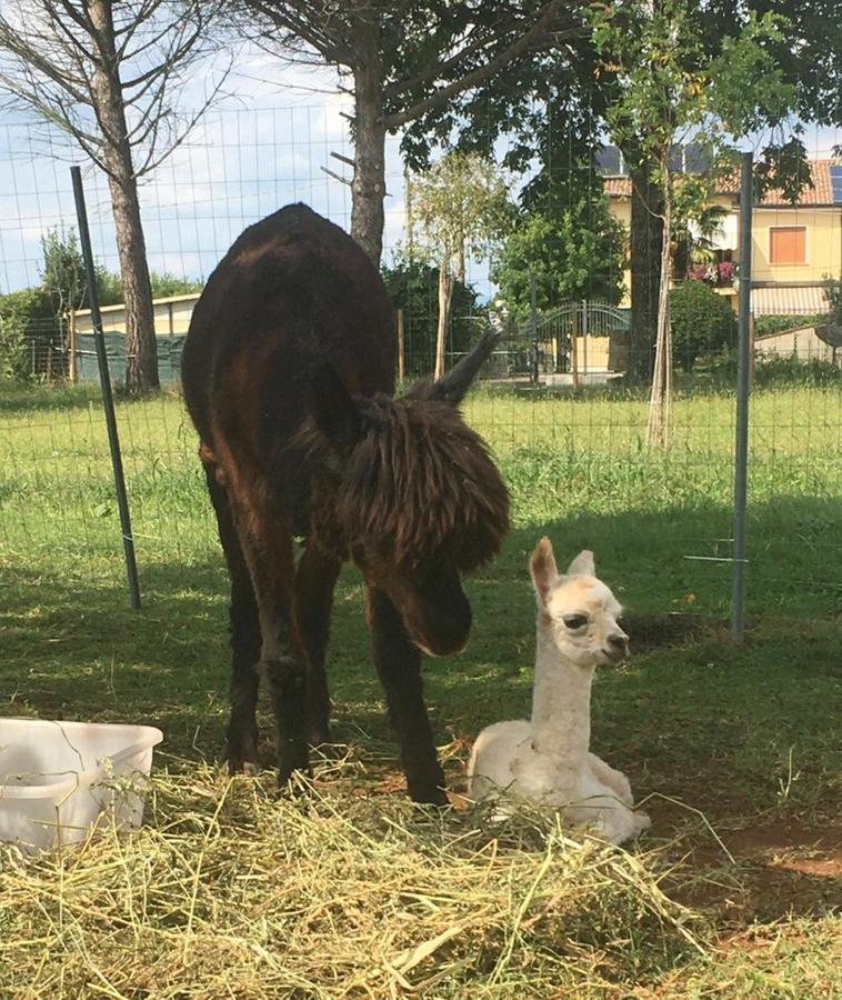 Agriturismo Il Podere Vedelago Con San Bernardo, Alpaca E Una Pentola Di Cose Da Scoprire Ngoại thất bức ảnh