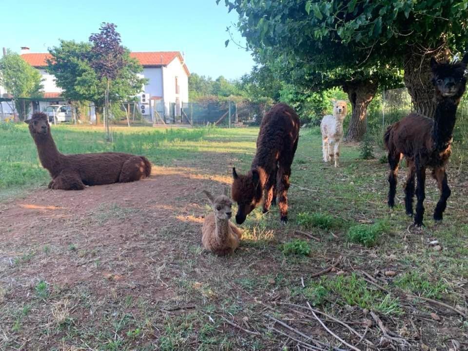 Agriturismo Il Podere Vedelago Con San Bernardo, Alpaca E Una Pentola Di Cose Da Scoprire Ngoại thất bức ảnh