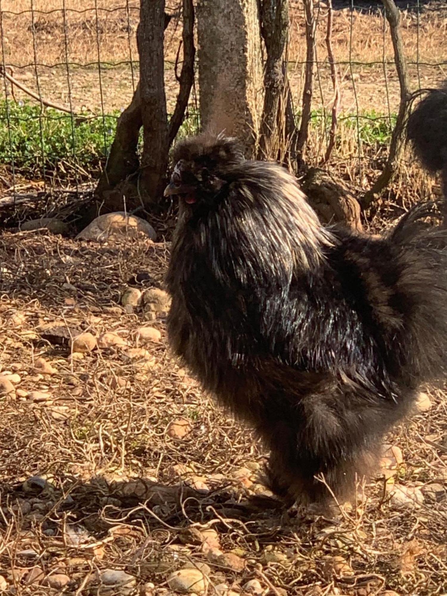 Agriturismo Il Podere Vedelago Con San Bernardo, Alpaca E Una Pentola Di Cose Da Scoprire Ngoại thất bức ảnh