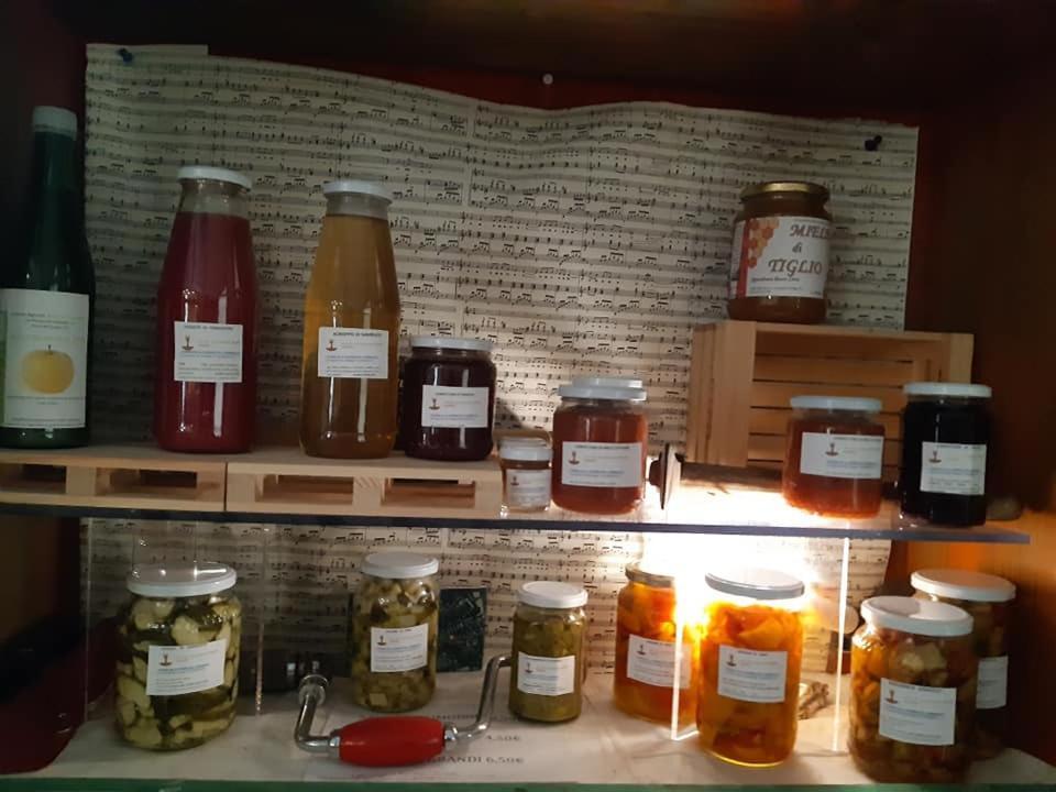 Agriturismo Il Podere Vedelago Con San Bernardo, Alpaca E Una Pentola Di Cose Da Scoprire Ngoại thất bức ảnh