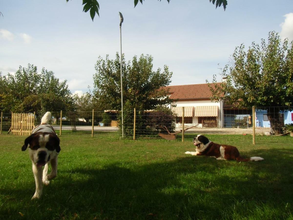 Agriturismo Il Podere Vedelago Con San Bernardo, Alpaca E Una Pentola Di Cose Da Scoprire Ngoại thất bức ảnh