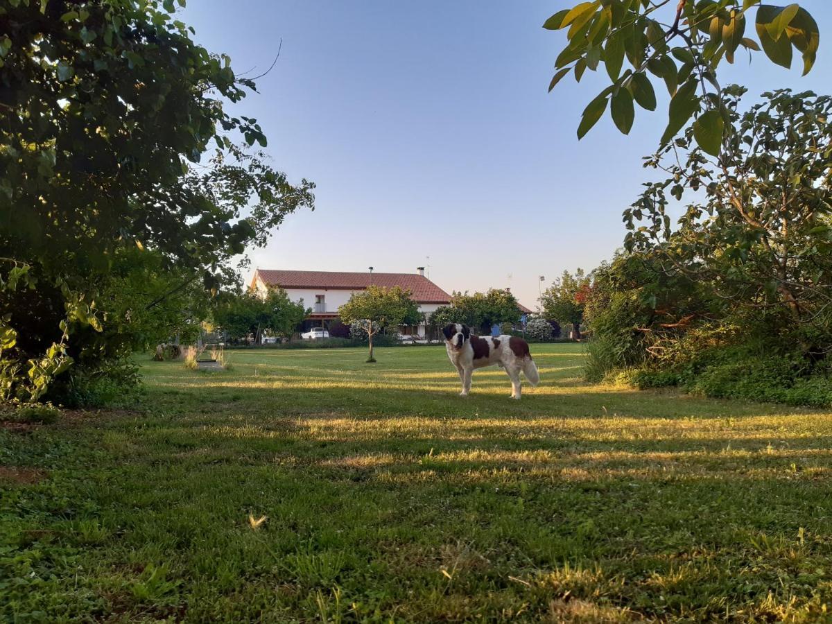 Agriturismo Il Podere Vedelago Con San Bernardo, Alpaca E Una Pentola Di Cose Da Scoprire Ngoại thất bức ảnh